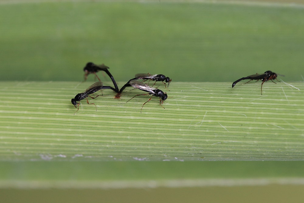 Ovideposizione a quattro!? Platygastridae